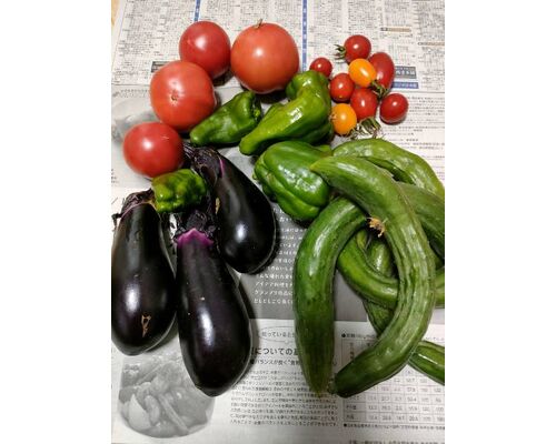2022.7.15産直野菜